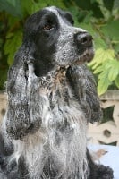 Étalon Cocker Spaniel Anglais - Souvenir de Vaccarès