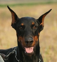 Étalon Dobermann - Sepale norki vom teuffel pachthof