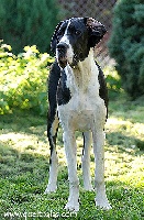Étalon Dogue allemand - Assire Quel'Thalas