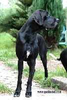 Étalon Dogue allemand - Java z jaœkowej doliny