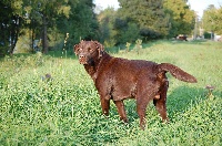 Étalon Labrador Retriever - Astus (Sans Affixe)