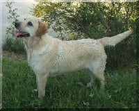 Étalon Labrador Retriever - Tea Time of of Puppydogs Tails