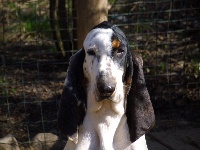 Étalon Petit gascon saintongeois - CH. CALICE Titre Initial