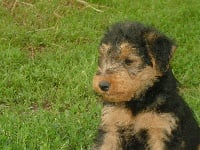 Étalon Welsh Terrier - Dee dee du jardin d'Arcana