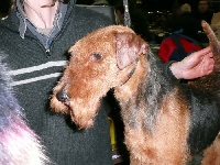 Étalon Welsh Terrier - Goldfinger made for friends