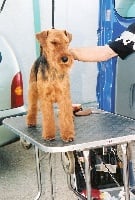 Étalon Welsh Terrier - Bora bora du jardin d'Arcana