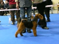 Étalon Welsh Terrier - CH. Anita du jardin d'Arcana