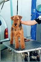 Étalon Welsh Terrier - Violette du jardin d'Arcana