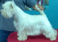 Étalon West Highland White Terrier - Alborada Indira