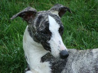 Étalon Whippet - Dernière mode de la Vallée des Baronnies