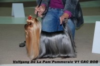 Étalon Yorkshire Terrier - CH. Vofgang de la Pam'Pommeraie