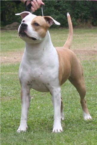 CH. Come to become cara the white beauty of Walker red kennel