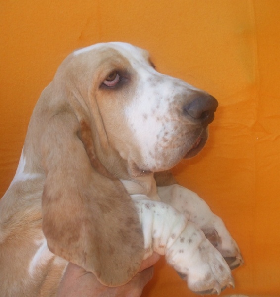  Auteur : Samantha KOWALSKI