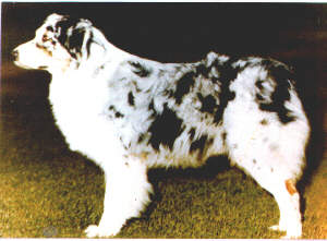 CH. Wildhagen's dutchman of flintridge