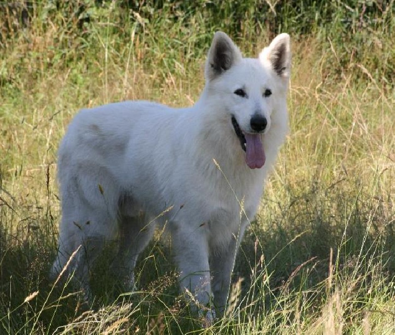 CH. Artic of trebons berger blanc