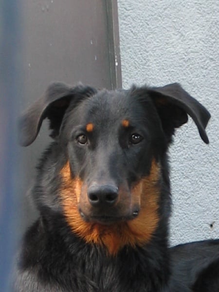 Publication : D'Artemis Rouge Auteur : Tamara