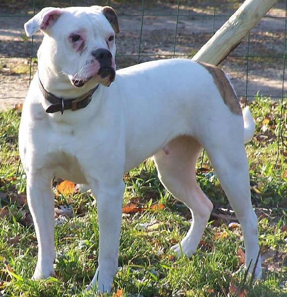 Publication : Des loups de l'aube Auteur : les loups de l'Aube