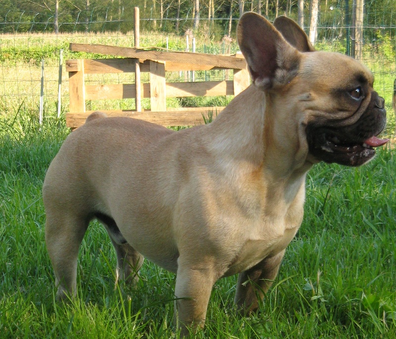 Bolleck du Vallon de Beaumont
