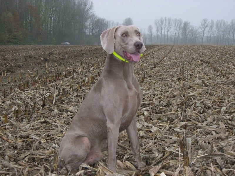 Publication : Flanders joy Auteur : De Bruycker-Van Gansbeke