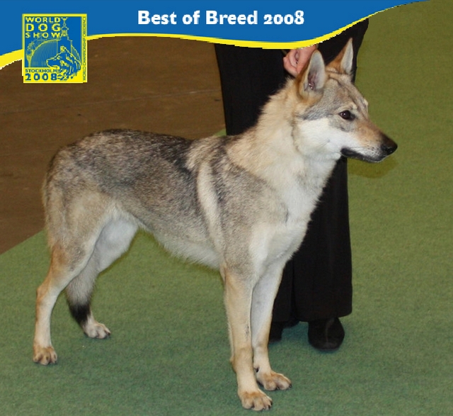 CH. Cheyna Du domaine de la combe noire