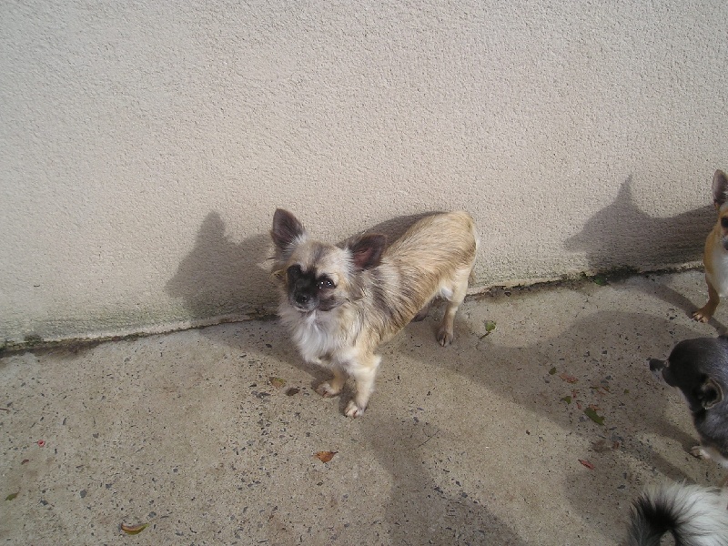 Curly de la vallee des petits bouts