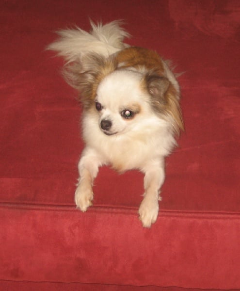 Publication : du Temple des Incas