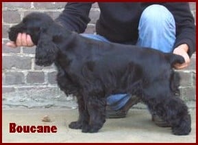 Boucane du Bois d'Achelles