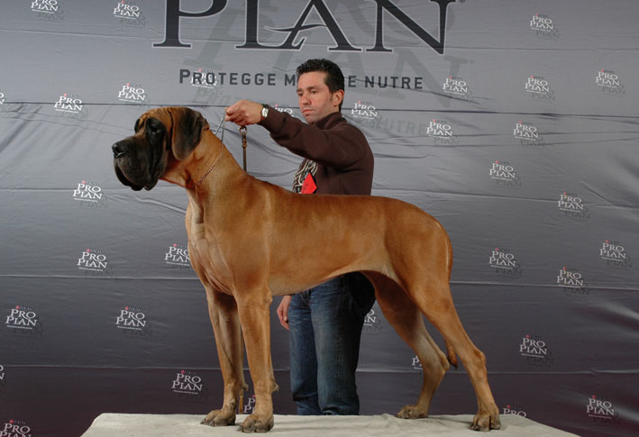 CH. Calamity jane (Sans Affixe)