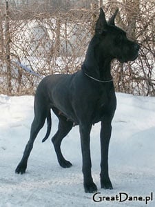 CH. Marihuana magiczne kolo