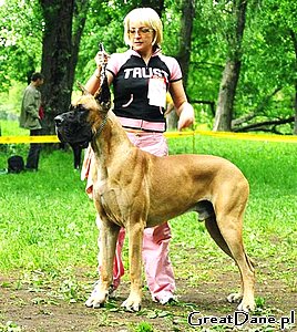 CH. Pigmalione dei cento scudi