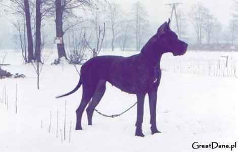 CH. Carmen magiczne kolo