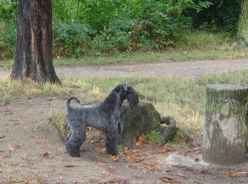 Ultra Chic the Claddagh Ring