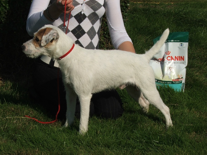Chico dit eliott De la petite noisette