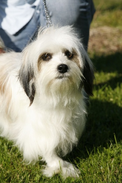 Publication : des Rock'n'roll Dogs Auteur : S.SANCHES (Vos Chiens)