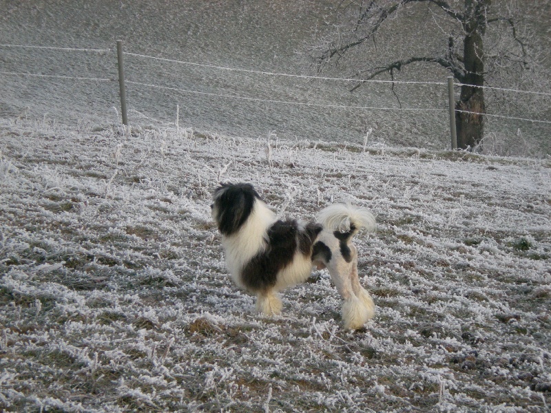 Publication : des Rock'n'roll Dogs Auteur : L.SAGE