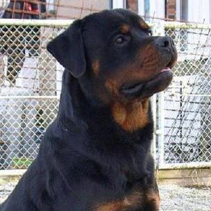 Bud Of little crazy crew