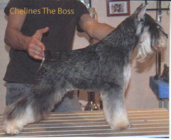 CH. Chelines The boss