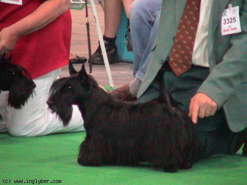 Publication : D'Inglyber 