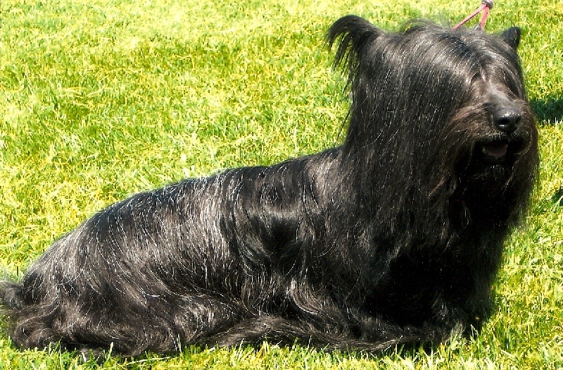 CH. skyeotts Alexandra kyleakin