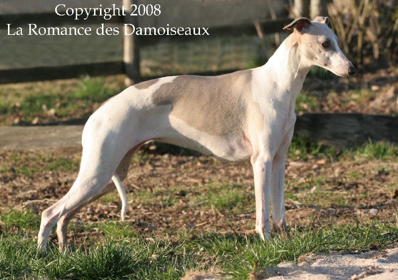 Best in show de la romance des damoiseaux