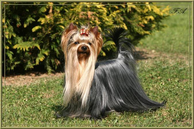 Publication : Du pave de varennes Auteur : varennes59