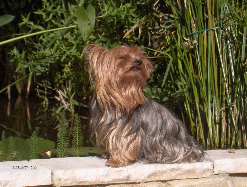 Vanille de la Grépiérre