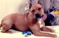 Étalon American Staffordshire Terrier - CH. Paky' S Nina ricci