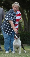 Étalon American Staffordshire Terrier - CH. Tara queen du Parc de Combreux