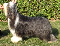 Étalon Bearded Collie - in vogue island Bewitching madison