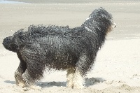 Étalon Bearded Collie - Quassea brae Moorwenna Firth