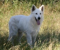 Étalon Berger Blanc Suisse - CH. Artic of trebons berger blanc