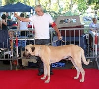 Étalon Berger Kangal - Akun sigal de Doganbay