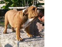 Étalon Bulldog Anglais - lion road isa sally ......I DRAGONI ORIENTALI
