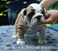 Étalon Bulldog Anglais - Goldrain's Cerbere Helmet